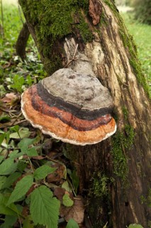 Red-belted Bracket (Fomitopsis pinicola)