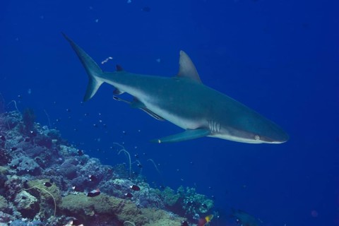 Grey Reef Shark (Carcharhinus amblyrhynchos)