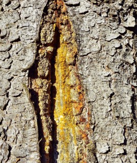 Spruce trunk (Abies picata) with yellow resin leaking from an injury