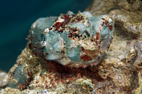 False Stonefish or Devil Scorpionfish (Scorpaenopsis diabolus)
