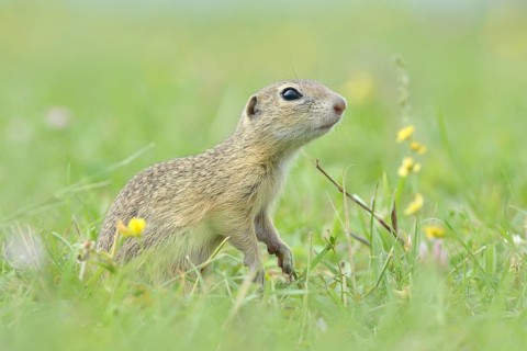 European Suslik or European Ground Squirrel (Spermophilus citellus) on a meadow