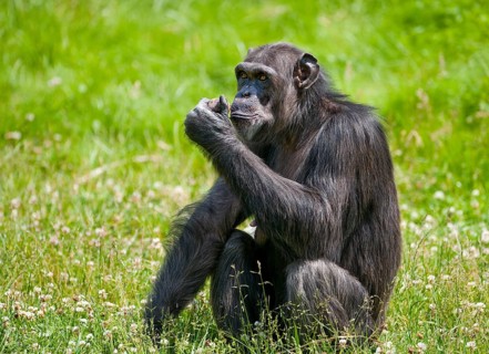 Western Chimpanzee or West African Chimpanzee (Pan troglodytes verus)