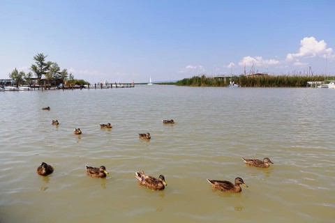 Mallards on Lake Neusiedl
