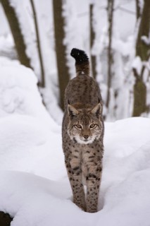 Northern Lynx (Lynx lynx) walking through snow