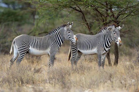 Grevy's Zebras (Equus grevyi)