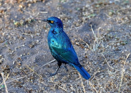 Greater Blue-eared Starling (Lamprotornis chalybaeus nordmanni)