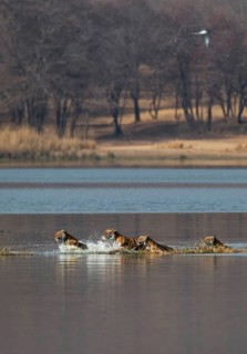 Wild Indian Tigers or Bengal Tigers