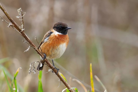 Stonechat (Saxicola rubicola) male sitting on a branch