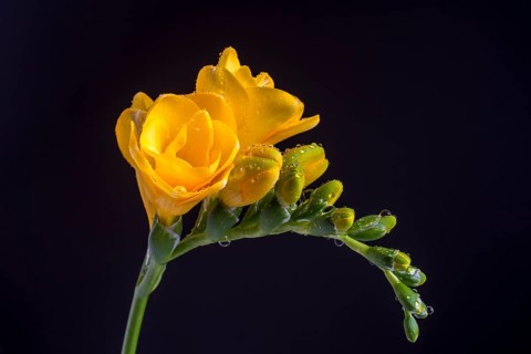 Yellow Freesia (Freesia) with water drops