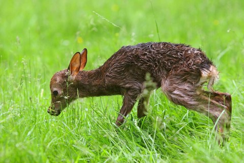 Sika Deer (Cervus nippon)