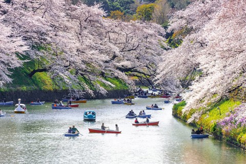 Japanese rowing in boats on the Imperial Palace canal to cherry blossom