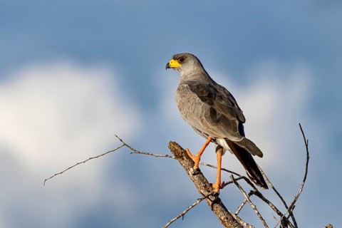 Eastern Chanting Goshawk (Melierax poliopterus)