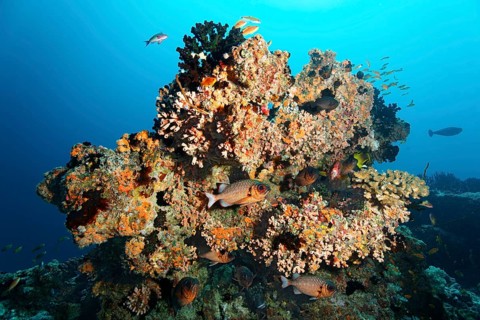 Small coral reef with Black Sun Coral (Tubastraea micranthus)