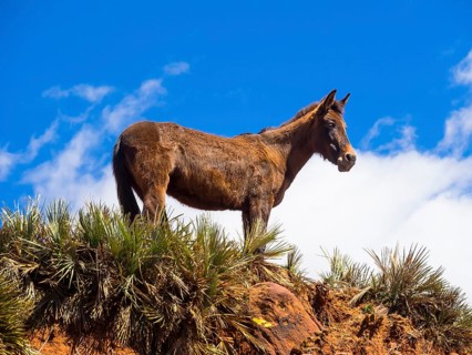 Horse on a path in the Atlas Mountains