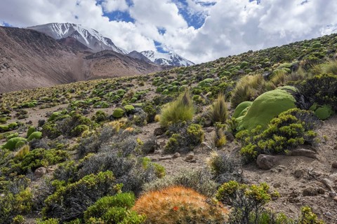 Maihueniopsis cacti (Maihueniopsis colorea) growing on the slopes of the Taapaca volcano
