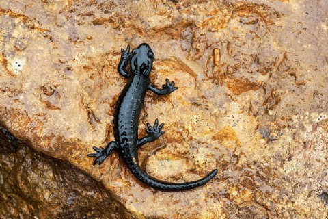 Alpine Salamander (Salamandra atra)