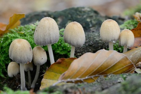 Glistenin Ink-cap or Mica Cap (Coprinellus micaceus)
