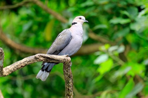 African Collared Dove (Streptopelia roseogrisea)