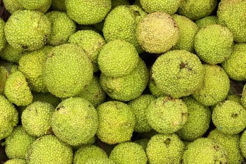 Osage Oranges (Maclura pomifera)