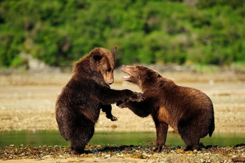 Two Brown Bears (Ursus arctos) play-fighting with each other