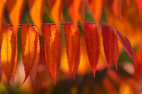 Staghorn Sumac (Rhus typhina)