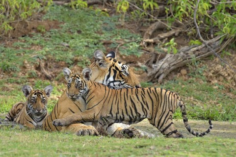 Bengal Tigers (Panthera tigris tigris)