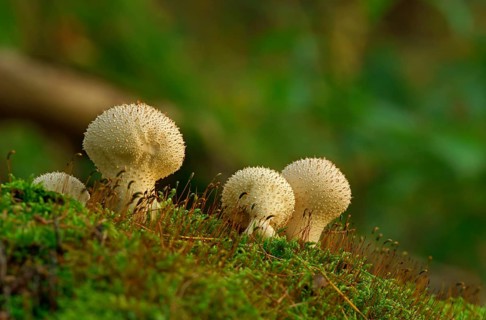 Common puffball (Lycoperdon perlatum)