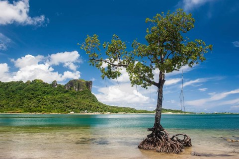 Mangrove tree in front of Sokehs rock