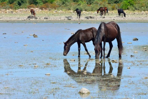 Wild horses