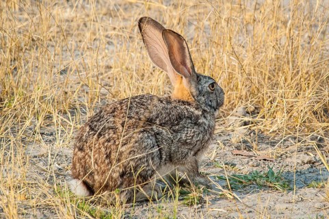 Scrub hare (Lepus saxatilis)