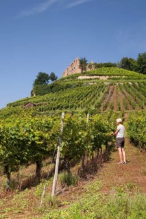 Woman in the vineyard