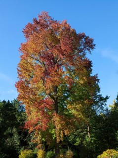 American Sweetgum tree (Liquidambar styraciflua)