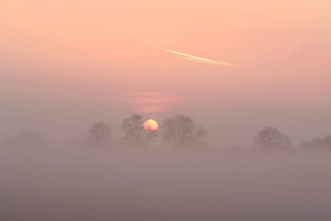 Sunrise with trees and fog