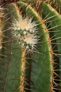 Barrel Cactus