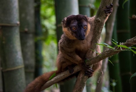 Common brown lemur (Eulemur fulvus)