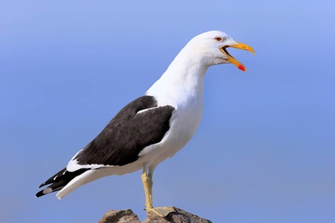 Kelp Gull (Larus dominicanus)