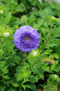 Chinese Aster (Callistephus chinensis)