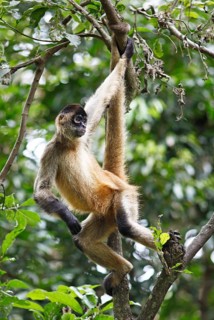 Central American Spider Monkey or Geoffroy's Spider Monkey (Ateles geoffroyi)