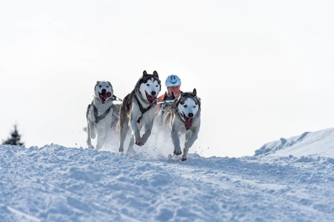 Sled dog racing