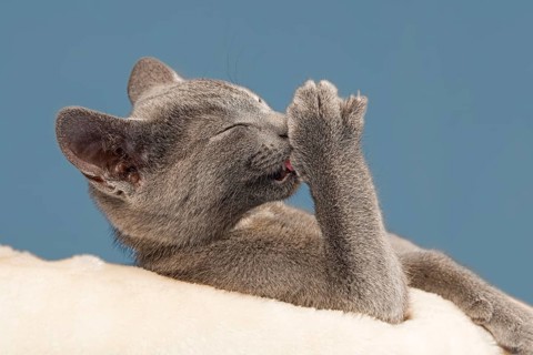 Russian Blue Kitten