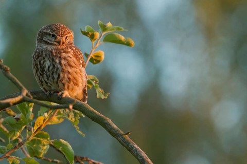 Little Owl (Athene noctua) on an apple tree in the evening light