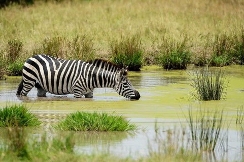 Plains Zebra (Equus guagga)
