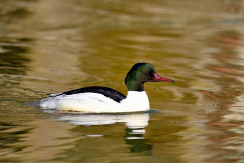 Common Merganser or Goosander (Mergus merganser)