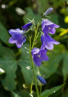 Harebell (Campanula rotundifolia)