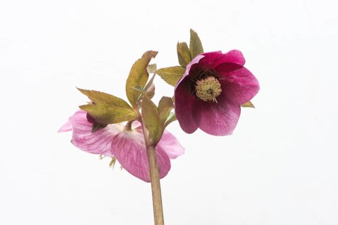 Lenten rose (Helleborus orientalis hybrids 'Joan Bridges')