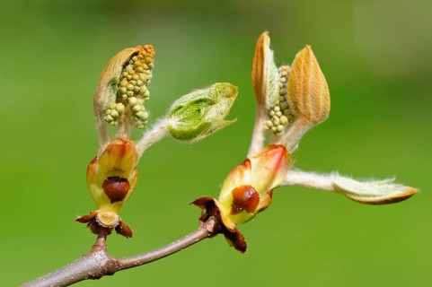 Horse-chestnut (Aesculus hippocastanum)