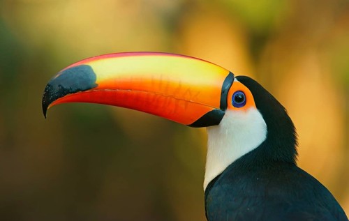 Toco toucan (Ramphastos toco)