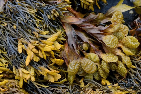 Spiral Wrack or Flat Wrack (Fucus spiralis) and Chanelled Wrack (Pelvetia canaliculata)