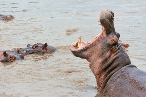 Hippo (Hippopotamus amphibius) displaying threatening gesture