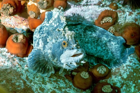 Japanese Warbonnet or Fringed Blenny (Chirolophis japonicus)